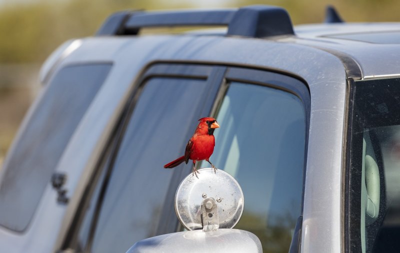 Crazy_Cardinal-20210203-120259-83.jpg