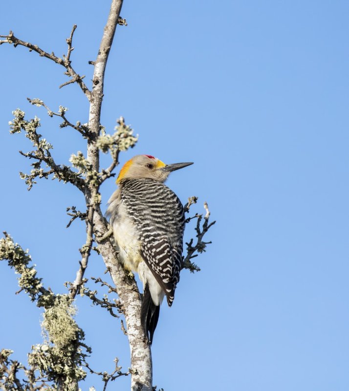 Golden-Fronted_Woodpecker-20210204-090109-00.jpg