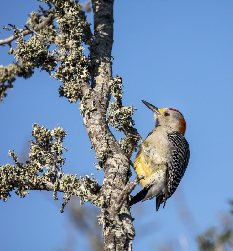 Golden-Fronted_Woodpecker-a-20210204-085947-00.jpg