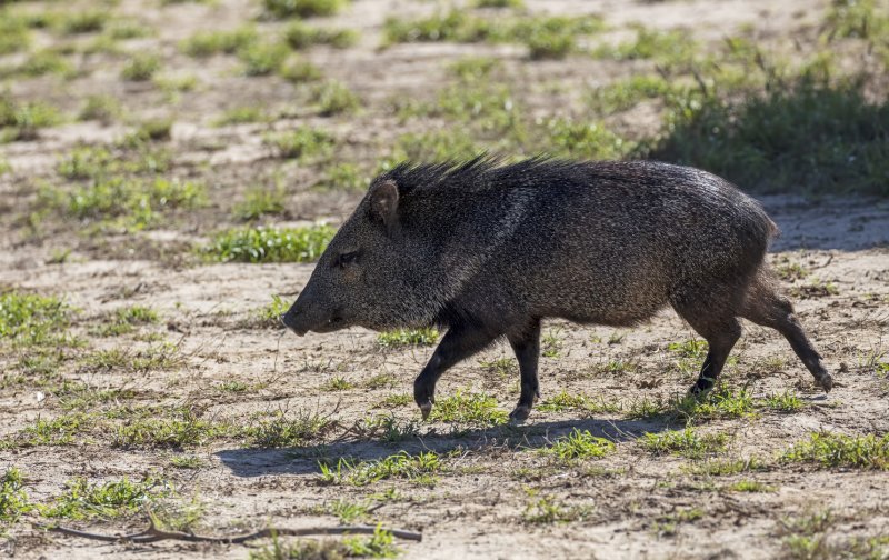Javelina-20210202-142113-55.jpg