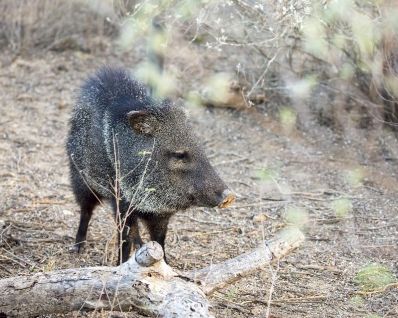 Javelina-20210204-080300-94.jpg