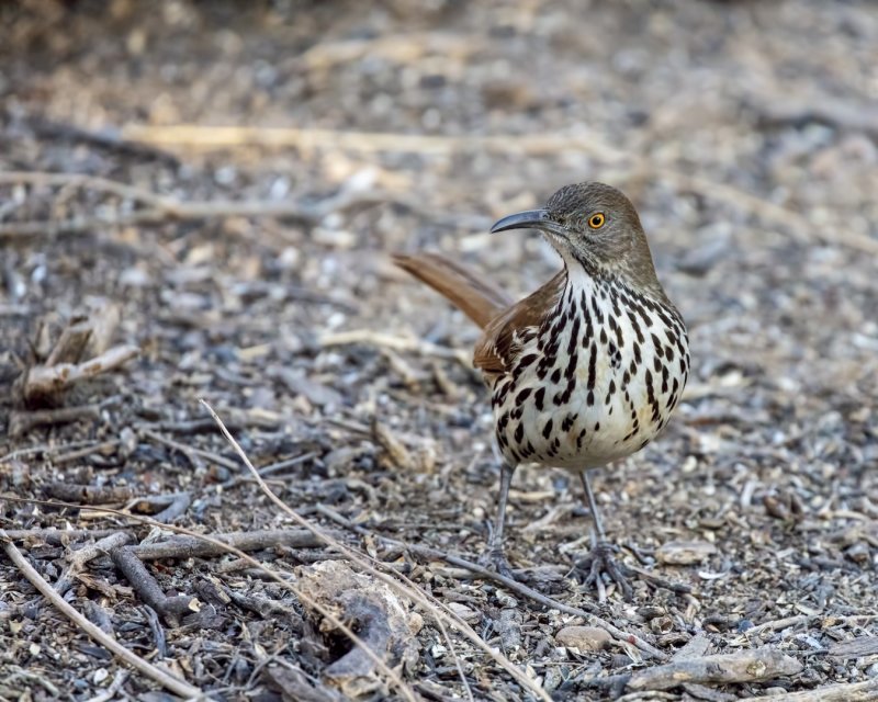 Long-Billed_Thrasher-20210203-083603-00.jpg