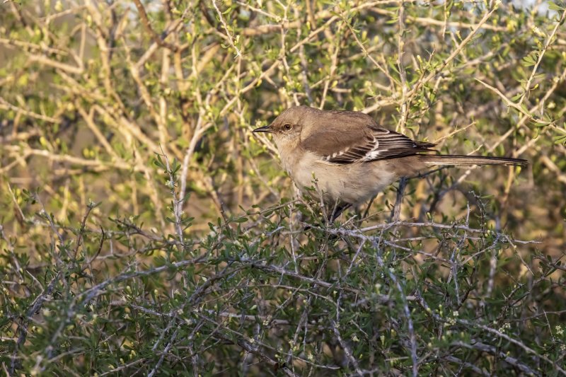 Northern_Mockingbird-20210203-074947-55.jpg