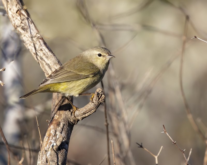 Orange-Crowned_Warbler-20210203-083101-15.jpg