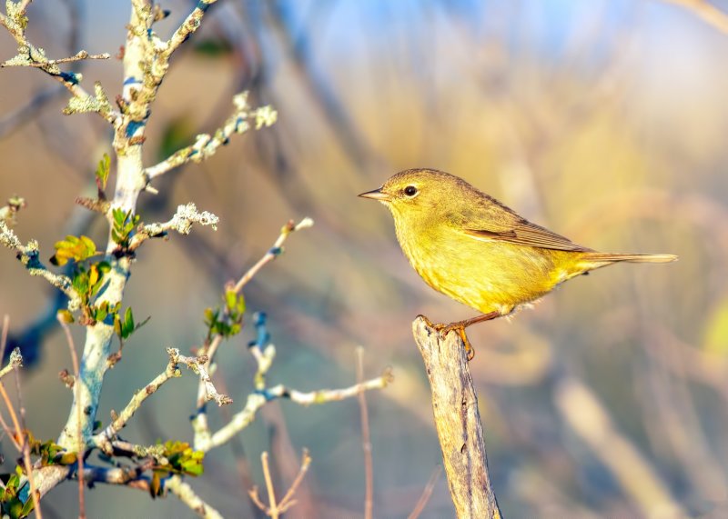 Orange-Crowned_Warbler-20210204-075731-73.jpg