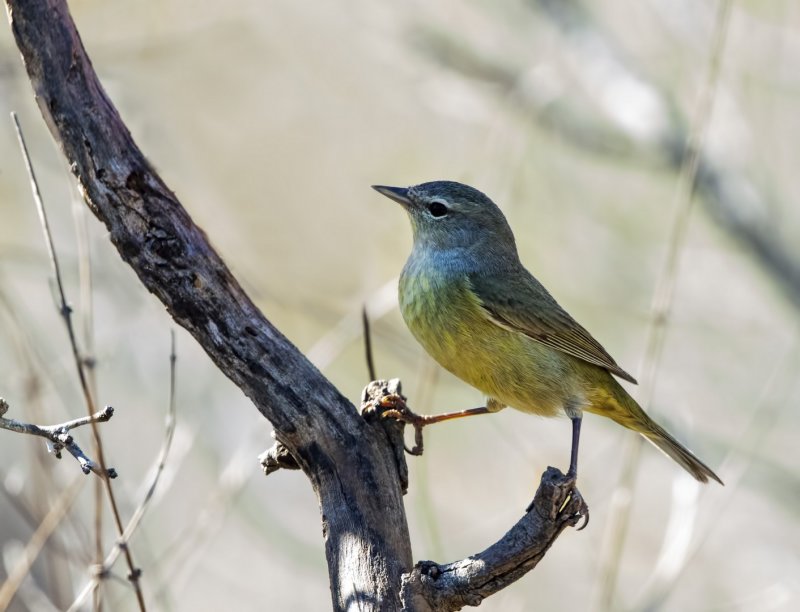 Orange_Crowned_Warbler-20210202-144113-03.jpg