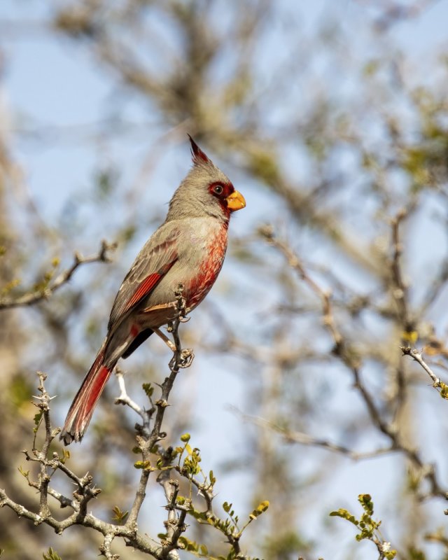 Pyrrhuloxia-20210202-151940-27.jpg