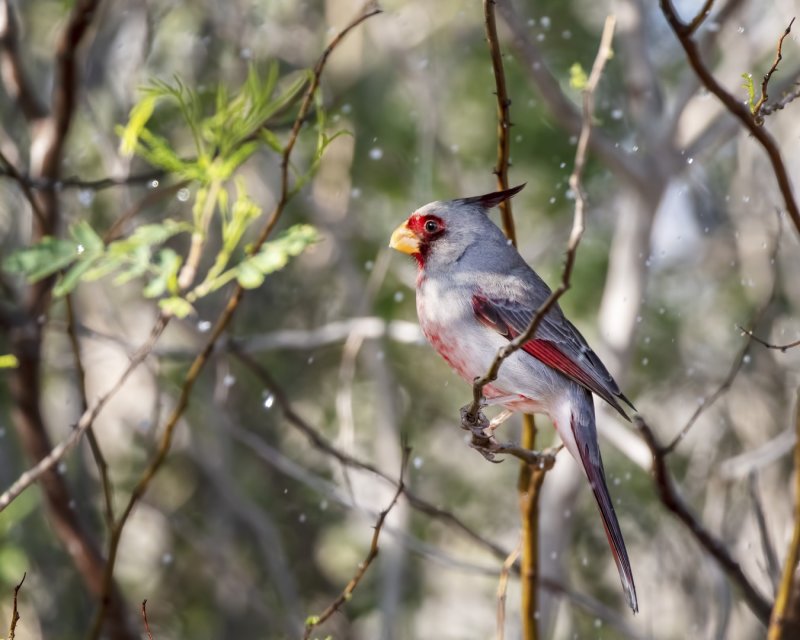 Pyrrhuloxia-20210204-091807-66.jpg