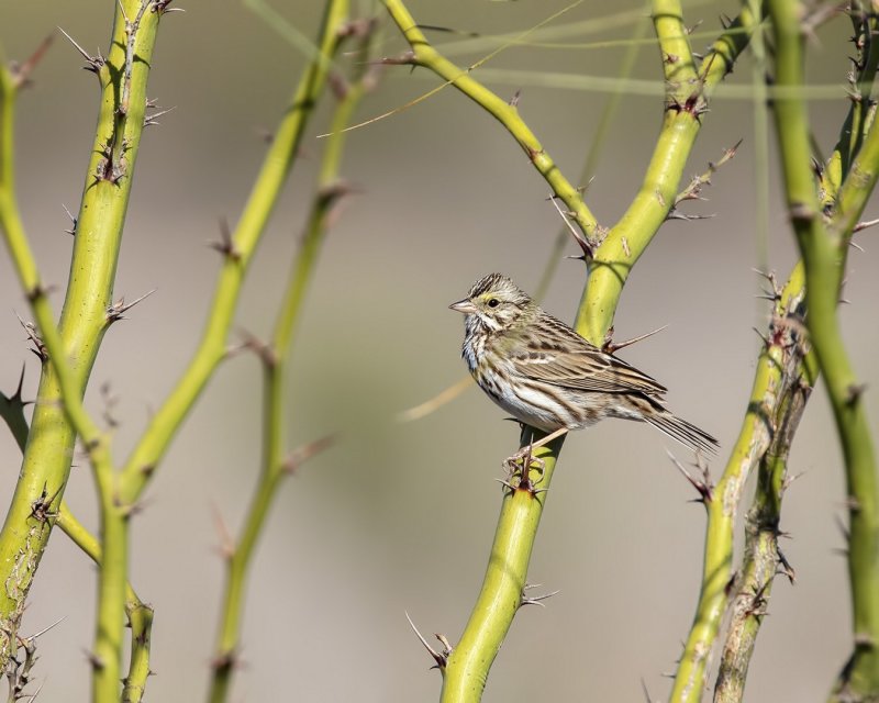 Savannah_Sparrow-20210203-101429-39.jpg