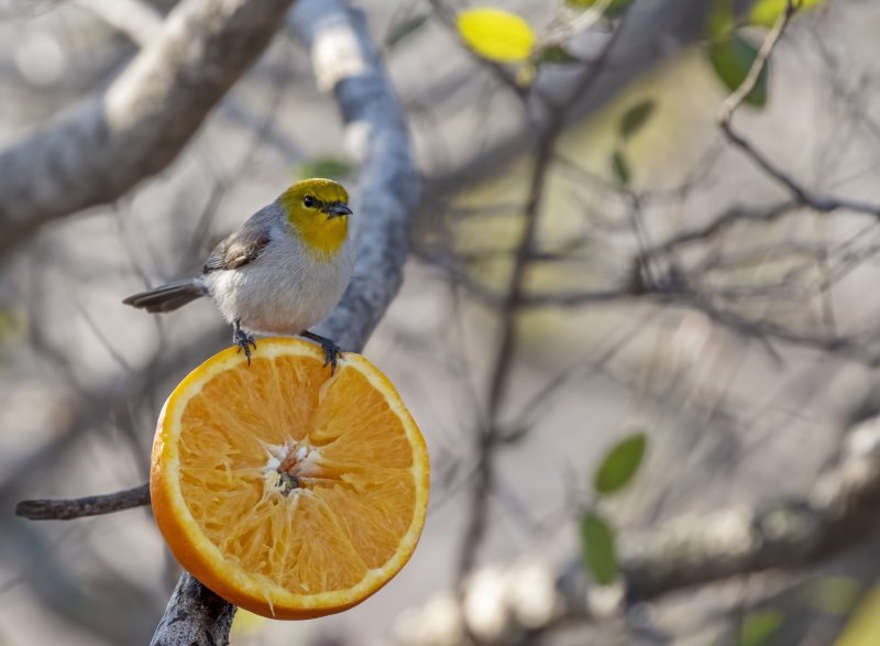 Verdin-20210204-085044-00.jpg