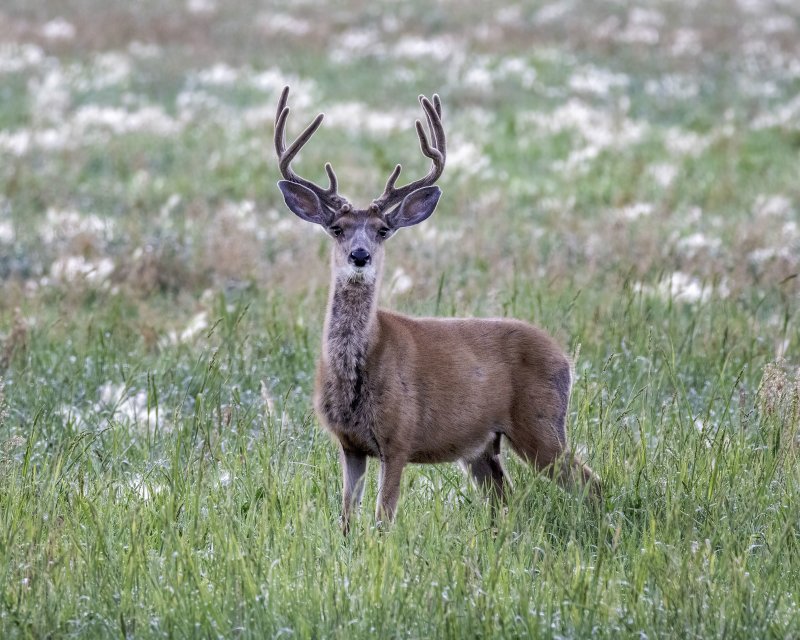 Mule_Deer_Buck-220819-062117_0164.jpg