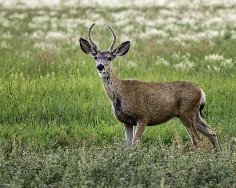 Mule_Deer_Buck-220820-062934_0475.jpg