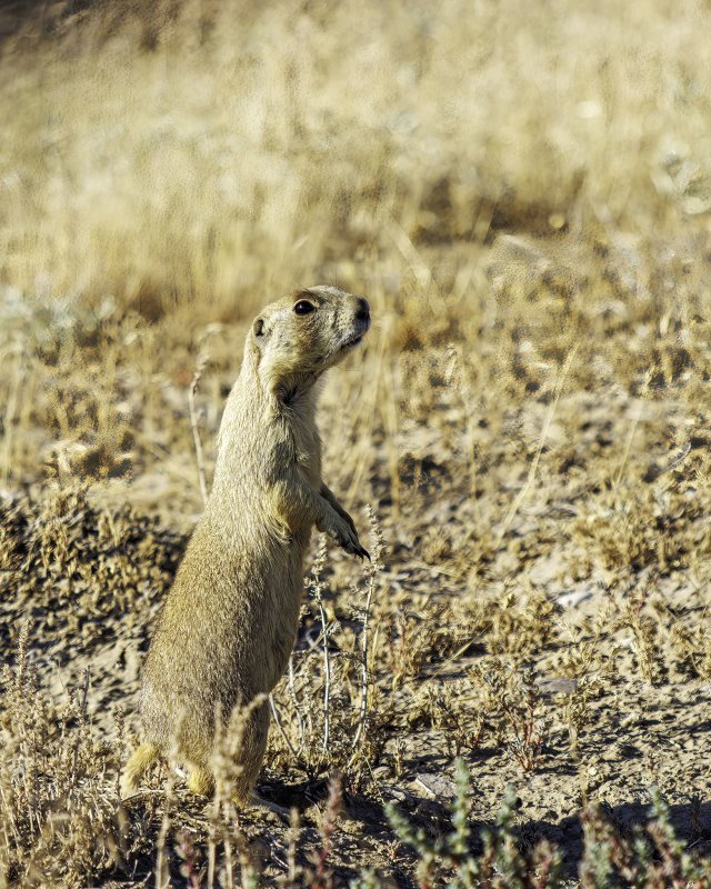 Prairie_Dog-220821-082530_0811.jpg