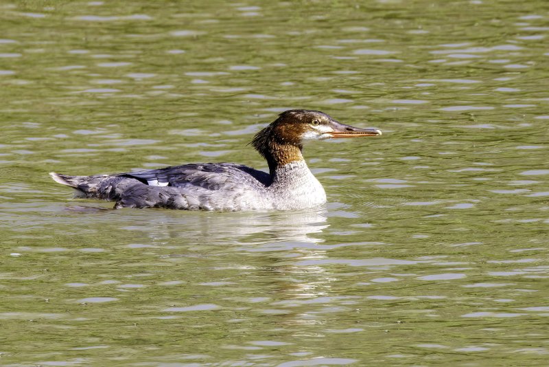 Red-Breasted_Merganser-220820-154946_0575.jpg