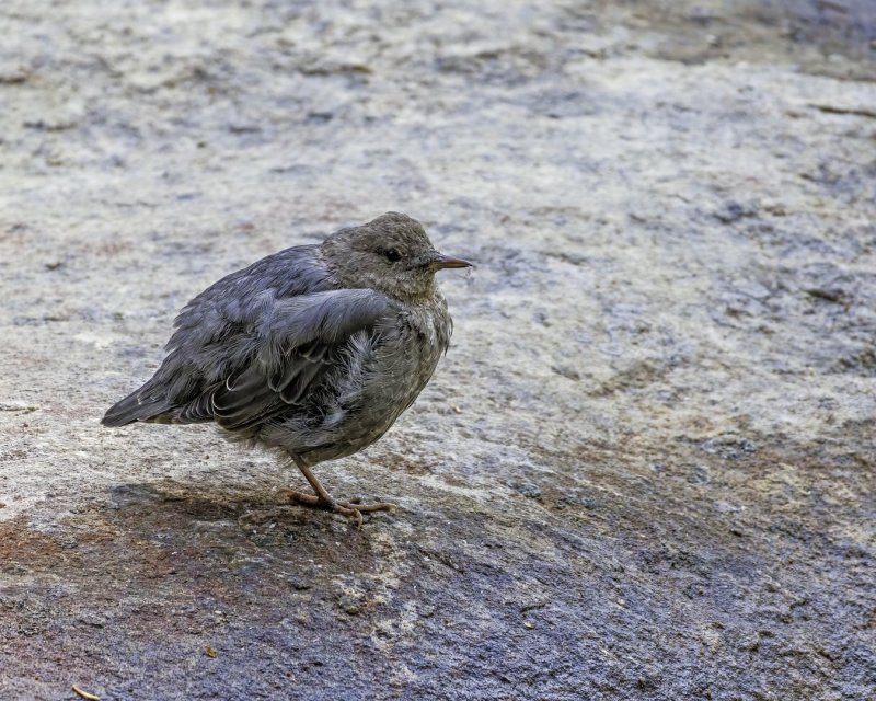 American_Dipper-220912-123853_3804.jpg