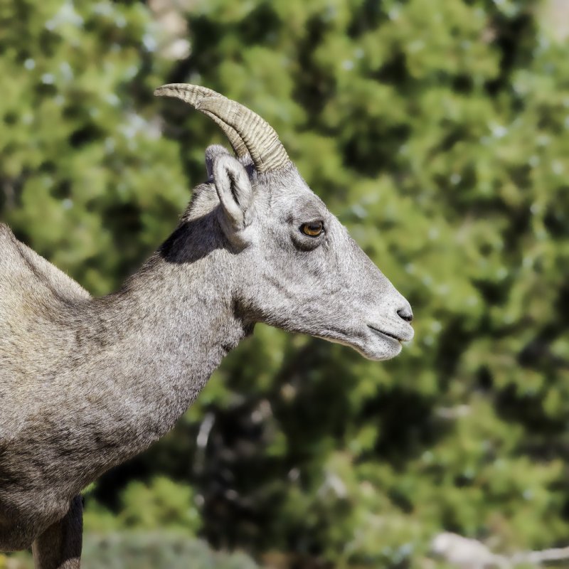 Bighorn_Sheep-220830-110444_1820.jpg