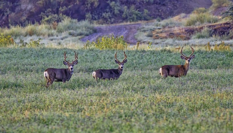 Mule_Deer-220910-065947_1630.jpg