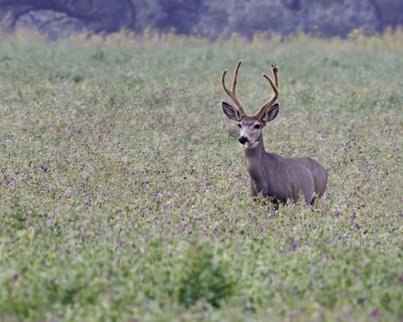 Mule_Deer-220913-070346_4119.jpg