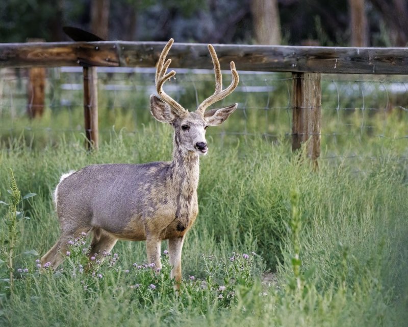 Mule_Deer_Buck-220905-063824_2571.jpg