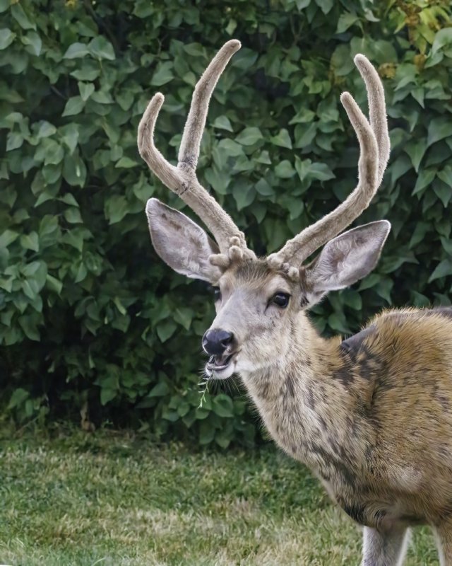Mule_Deer_Buck-220906-064255_2655.jpg