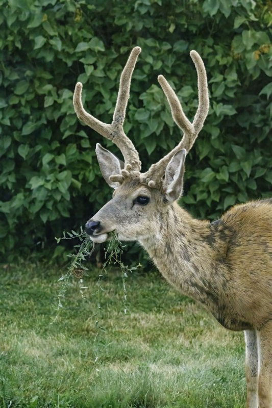 Mule_Deer_Buck-220906-064328_2667.jpg