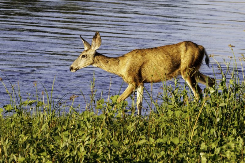 Mule_Deer_Doe-220903-184535_2421.jpg