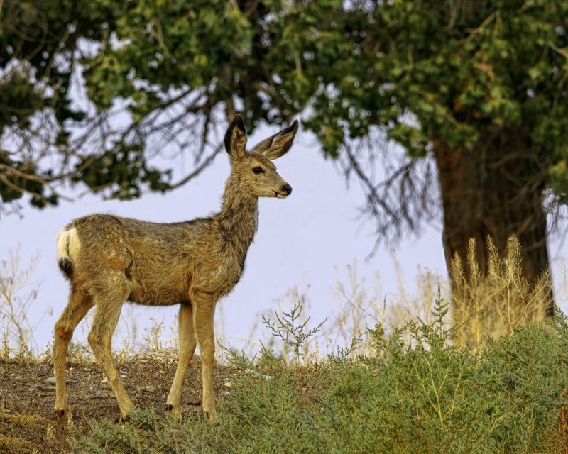 Mule_Deer_Fawn-220912-073949_3231.jpg