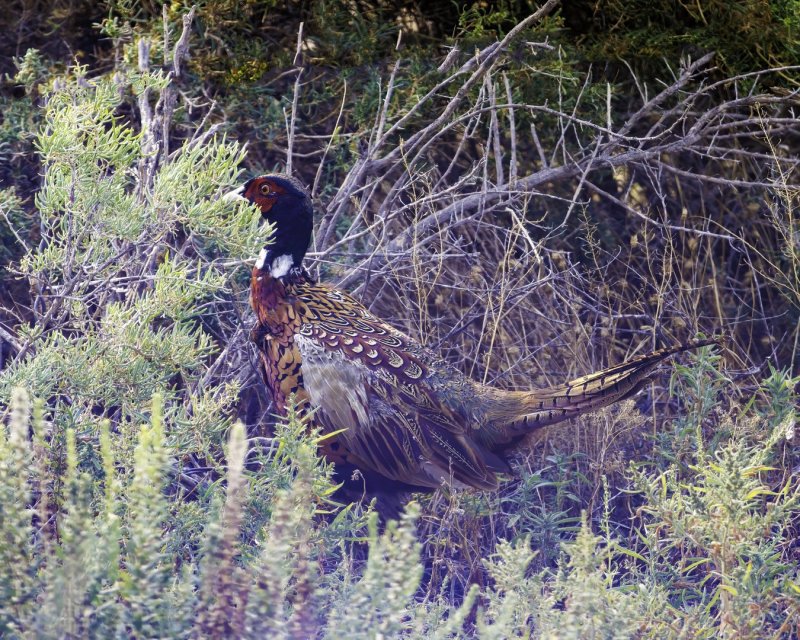 Pheasant-220906-100516_2778.jpg