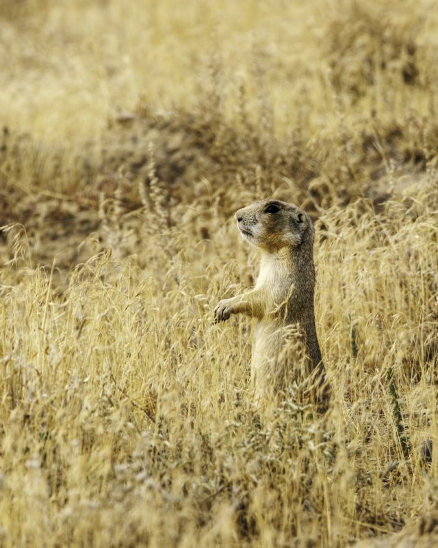Prairie_Dog-220906-102315_2795.jpg