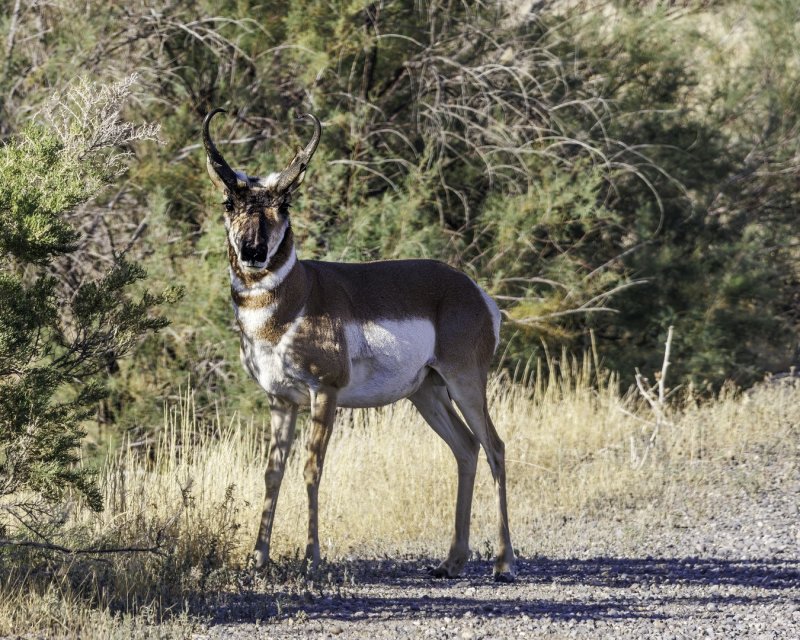 Pronghorn_Buck-220903-174635_2276.jpg