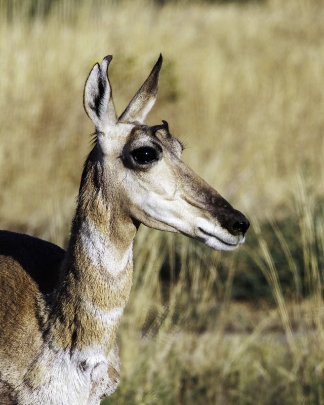 Pronghorn_Doe-220903-175720_2307.jpg
