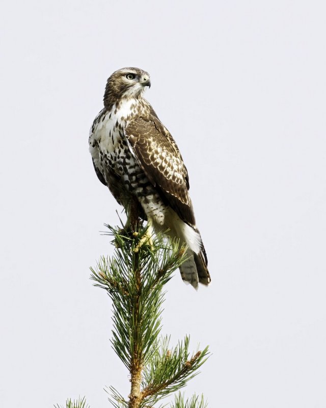 Red-Tailed_Hawk-220912-111232_3468.jpg