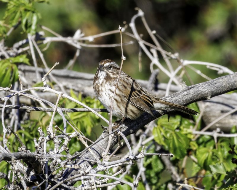 Song_Sparrow-220911-085436_3175.jpg