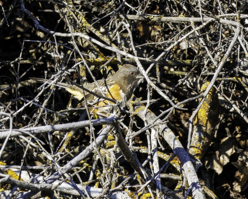 Spotted_Towhee-220911-084951_3168.jpg