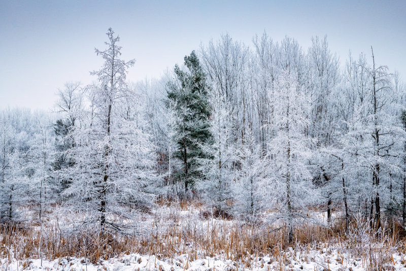 Hoarfrost