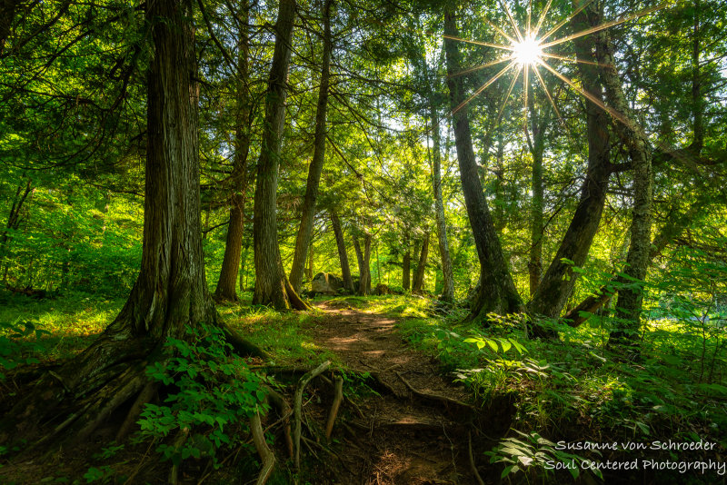 Woodland path with sunburst