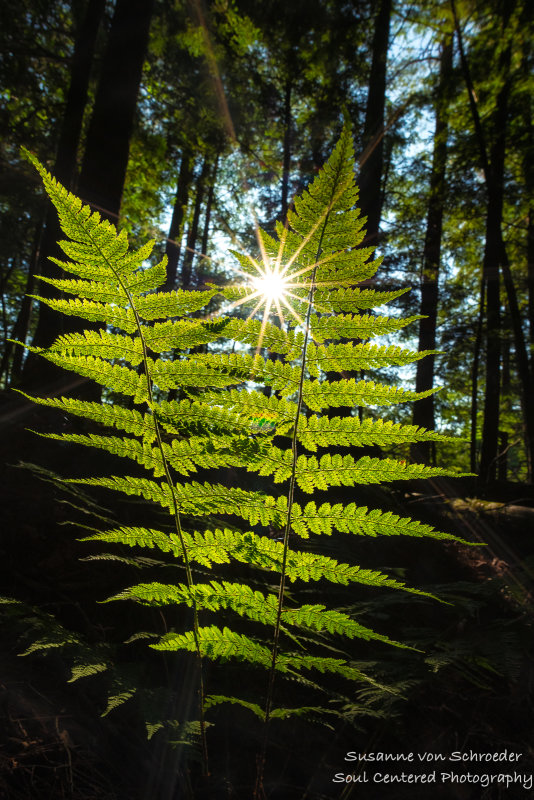 Fern with sunburst