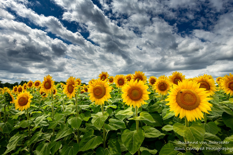 A field of sunflowers