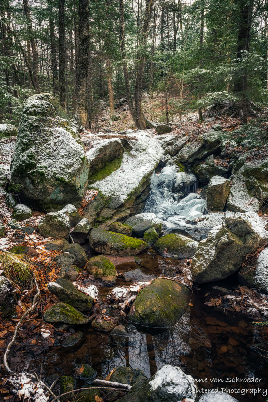 Magical woodland scene