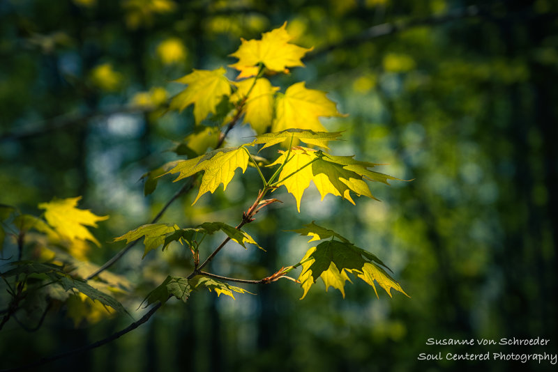 Sunlit maple leaves