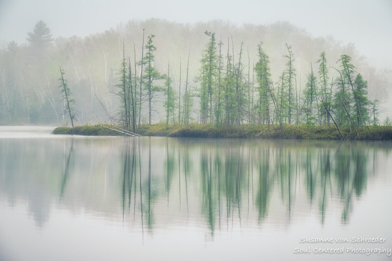 Foggy morning scene, bog at Audie Lake 