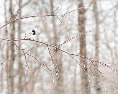 Chickadee on ice covered branch