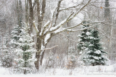 Winter scene, snow storm