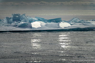 Nature's solar panels