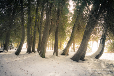 A group of Cedar trees