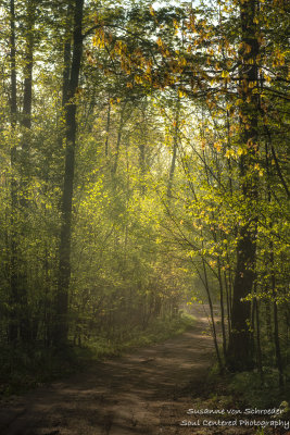 My driveway