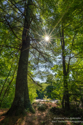 Pine tree with sunburst, at Little Falls
