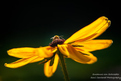 Black Eyed Susan with bee
