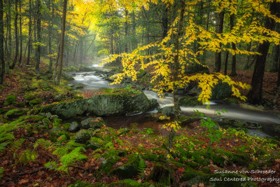 Magical Creek with tree, early fall