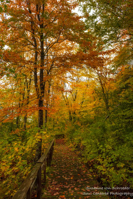 Boardwalk in autumn forest